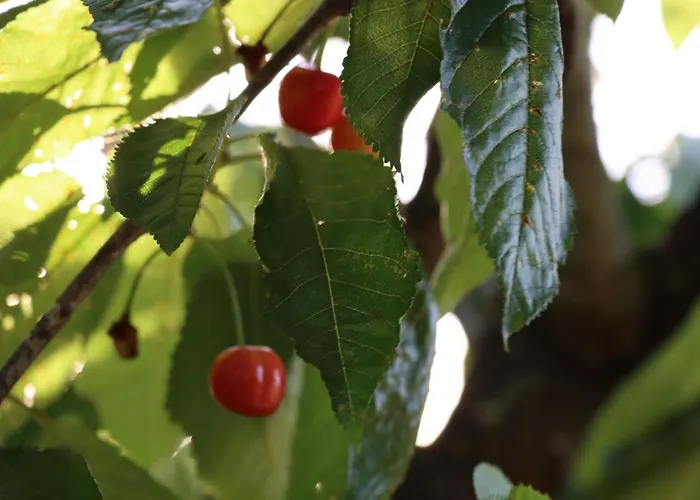 Quinta Do Carvalheiro (adults Only) *